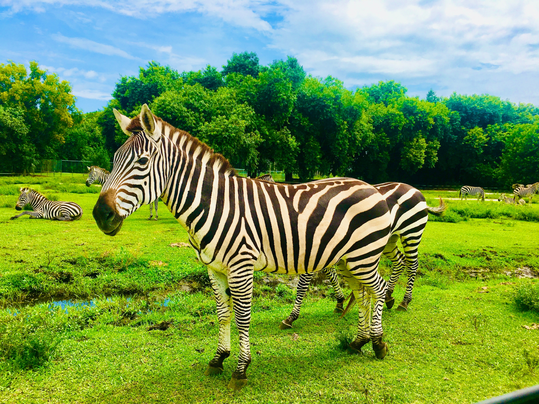 резерв природной фауны в Палм-Бич с экзотическими животными