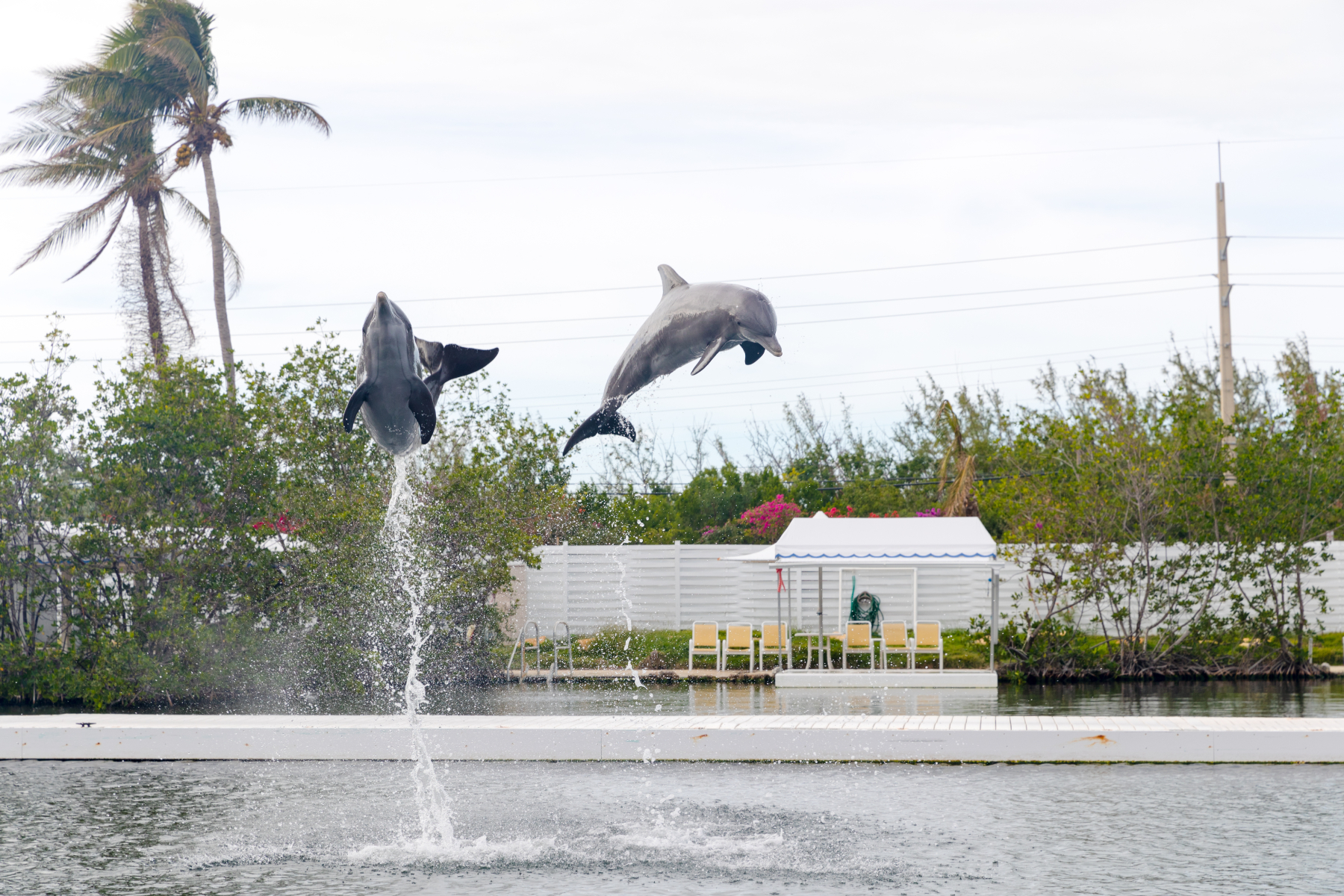 Океанариум с шоу дельфинов и касаток