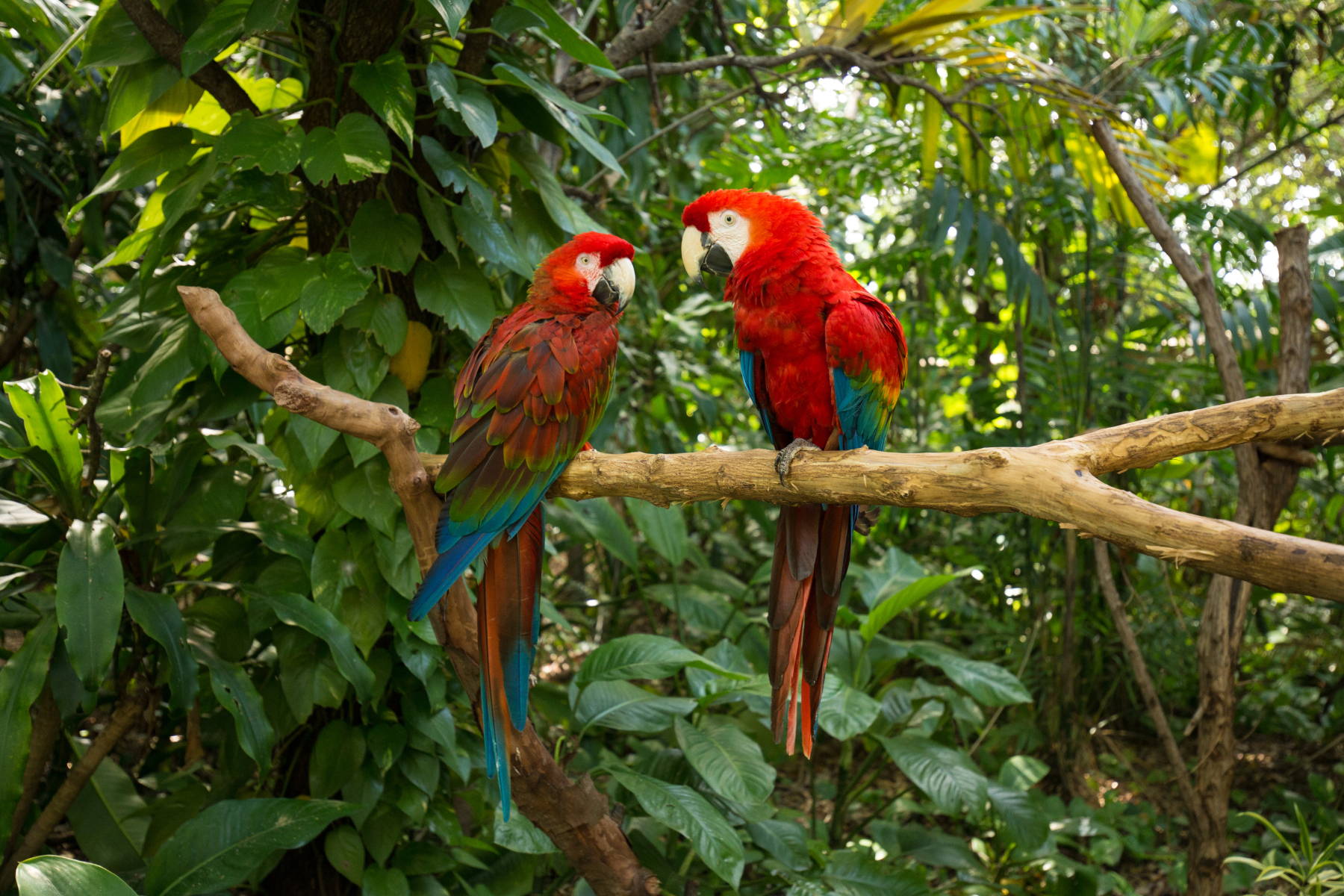 Парк развлечений Jungle Island с экзотическими животными